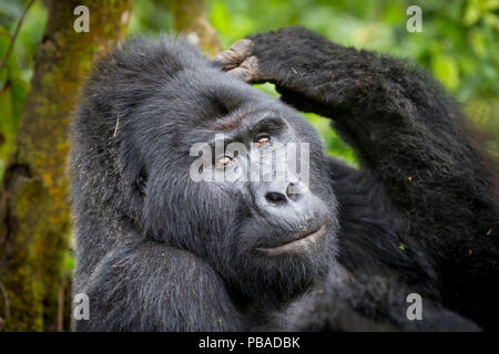 Berggorilla (Gorilla beringei beringei) Erwachsenen kratzen Kopf. Bwindi Impenetrable Nationalpark, Uganda. November Stockfoto