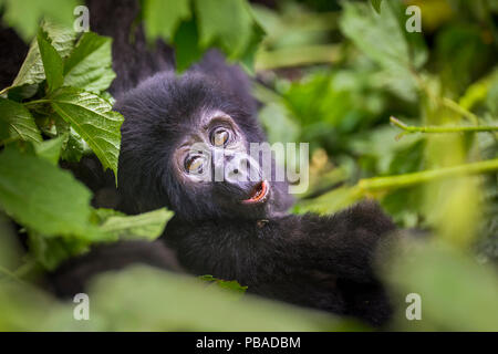 Berggorilla (Gorilla beringei beringei) Baby blickt durch eine Lichtung in die Blätter. Bwindi Impenetrable Nationalpark, Uganda. November Stockfoto