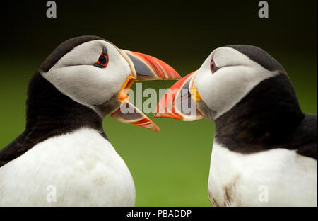 Papageitaucher (Fratercula arctica) Paar Bill reiben Teil der Umwerbung Ritual, skomer Island, Wales, UK, Mai Stockfoto