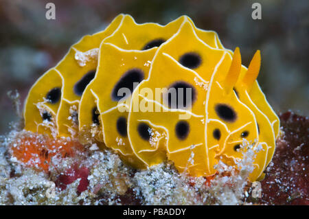 Nacktschnecken (Reticulidia suzanneae) auf einem Korallenriff. Jenseits von Eden, Similan Inseln, Thailand. Andaman Meer, Indischer Ozean. Stockfoto