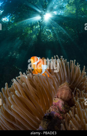 False clown Anemonenfischen (Amphiprion ocellaris) große Frauen in Ihrem host Anemone, unten Regenwald. Die Passage, zwischen Gam und Inseln Waigeo, West Papua, Indonesien. Das zusammengesetzte Bild. Stockfoto