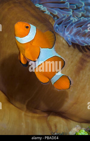 Western Clownfisch (Amphiprion ocellaris) vor einem Anemone, Tulamben Bay, Bali, Indonesien. Java Meer. Stockfoto