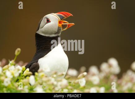 Papageitaucher (Fratercula arctica) Aufrufen und Anzeigen, skomer Island, Wales, UK, Mai Stockfoto