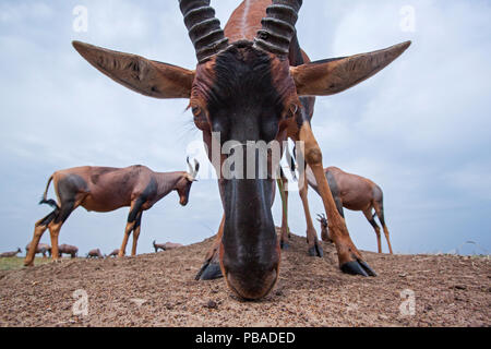 Topi (Damaliscus lunatus) Kleine Herde auf Ebenen, eine in die Kamera schaut, Weitwinkel Perspektive, Masai Mara National Reserve, Kenia. Stockfoto