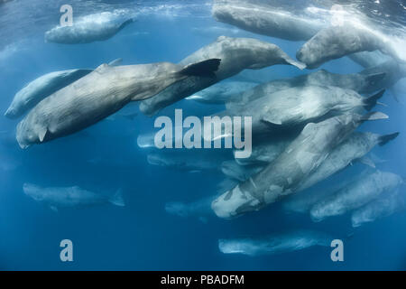 Aggregation der Pottwale (Physeter macrocephalus) in sozialen Tätigkeit. Indischer Ozean, März. Stockfoto