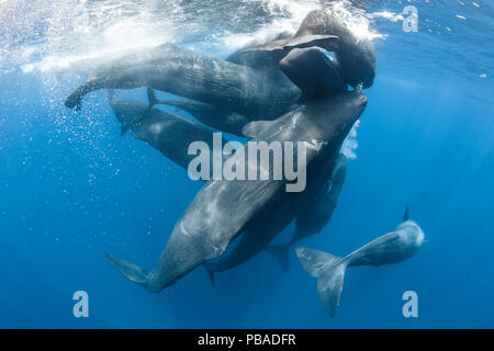 Familie der Pottwale (Physeter macrocephalus) in sozialen Aktivität beschäftigt, gegeneinander reiben, Indischer Ozean, März. Stockfoto