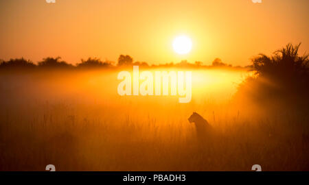 Löwin (Panthera leo) während Misty sunrise sitzend, Okavango Delta, Botswana. Stockfoto