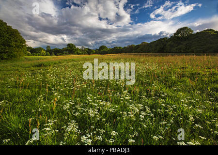 Wildflower Feld mit gemeinsamen Sauerampfer (Rumex acetosa) und Pignut Blumen (Conopodium majus) Hampstead Heath, London, England, UK. Mai 2015. Stockfoto