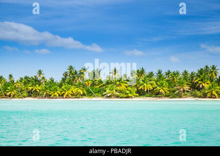 Palmen wachsen auf den strand von Saona Insel. Hintergrund Foto der karibischen Küste, Dominikanische Republik Stockfoto