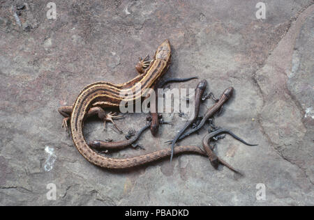 Common/Lebendgebärenden Lizard (Zootoca Vivipara) Mutter mit Jungen. Burnmouth, Berwickshire, England, UK. Stockfoto