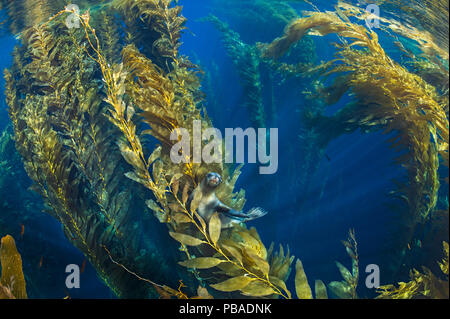Galapagos-seelöwe (zalophus californianus) in die Baumkronen eines Waldes von Giant kelp (Macrocystis pyrifera ruht). Santa Barbara Insel, Channel Islands. Los Angeles, Kalifornien, Vereinigte Staaten von Amerika. North East Pacific Ocean. Stockfoto