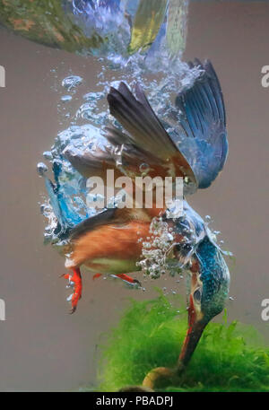 Eisvogel (Alcedo atthis) Unterwasser Blick auf Kingfisher tauchen in den Pool, UK, Dezember. Stockfoto