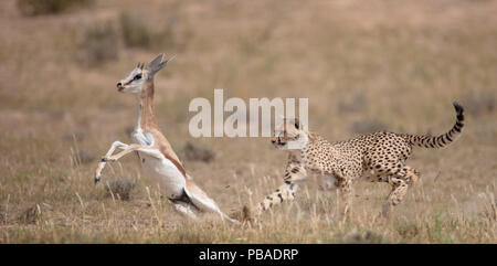 Gepard (Acinonyx jubatus) Jagd Springbock (Antidorcas marsupialis) versuchen, den Raub, Kgalagadi, Südafrika Stockfoto