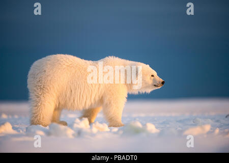 Junge Eisbär (Ursus maritimus) Wandern auf Neu gebildete Packeis, in der Nähe von Kaktovik, Barter Island, North Slope, Alaska, USA, Oktober. Gefährdete Arten. Stockfoto