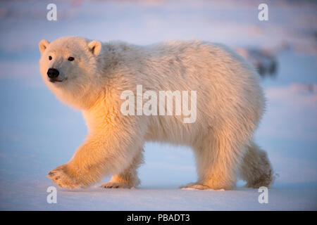 Junge Eisbär (Ursus maritimus) Wandern auf Neu gebildete Packeis, in der Nähe von Kaktovik, Barter Island, North Slope, Alaska, USA, Oktober. Gefährdete Arten. Stockfoto