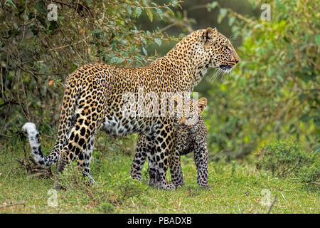 African Leopard (Panthera pardus) Mutter und Junges. Die Masai Mara, Afrika. September. Stockfoto