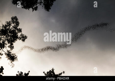 Stream von Fledermäusen einschließlich Anti-falten-lippigen Kostenlose-tailed Fledermäuse (Chaerephon plicatus) aus Deer Höhle in der Dämmerung fliegen. Die Fledermäuse bilden diese langen Zeilen aus der Höhle zu verwirren Raubtiere und der Strom der Fledermäuse für eine Stunde dauern kann. Gunung Mulu National Park, Borneo, Sarawak, Malaysia. Stockfoto