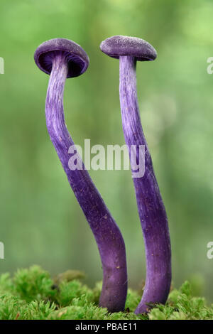 Amethyst Deceiver (Laccaria amethystina) zwei junge fliegenpilzen Aufwachsen von Bemoosten anmelden, Buckinghamshire, England, UK, September Stockfoto