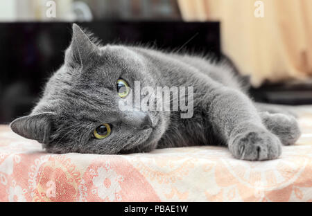 Ziemlich erwachsenen graue Katze liegend auf seiner Seite Stockfoto