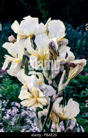 Schönheit der blühenden Blumen Iris im Sommer Garten Stockfoto