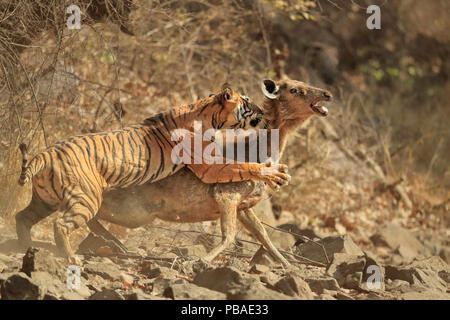 Bengal Tiger (Panthera tigris tigris) Weibliche 'Noor T19', Sambar Hirsche (Rusa unicolor) Ranthambhore, Indien. Sequenz 6 von 18. Stockfoto