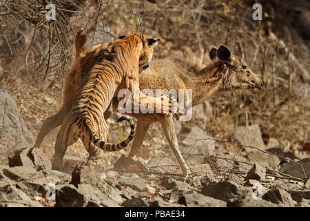 Bengal Tiger (Panthera tigris tigris) Weibliche 'Noor T19', Sambar Hirsche (Rusa unicolor) Ranthambhore, Indien. Sequenz 3 von 18. Stockfoto