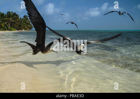 Herrliche frigatebirds (Fregata magnificens) im Flug über Untiefen, Halfmoon Caye, Lighthouse Reef Atoll, Belize. Stockfoto