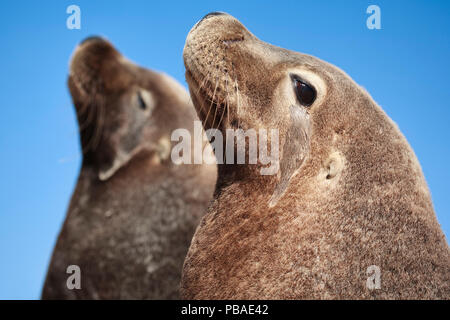 Australische Seelöwen (Neophoca cinerea) zwei Männer, nebeneinander sitzen. Carnac Insel, Western Australia. Es ist das einzige Seelöwenkolonie in der Welt, die nur Männer. Stockfoto