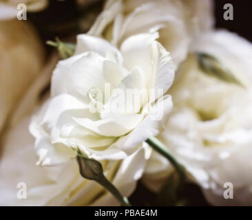 Weiche, weiße Blume des eustoma im Licht verschwimmen Stockfoto