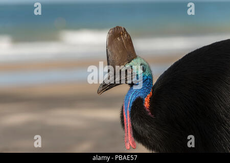 Cassowary (Casuarius casuarius) männlich zu Fuß am Strand. Far North Queensland, Queensland, Australien. Stockfoto