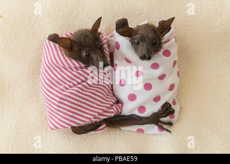 Kleine rote Flying Fox (Pteropus scapulatus) Babys in Decken an Tolga Bat Krankenhaus, Queensland, Australien. Stockfoto