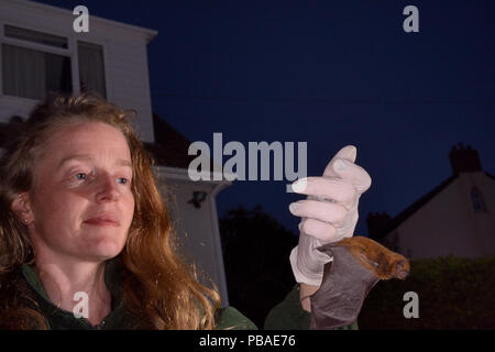 Samantha Pickering Vorbereitung zu einem Gemeinsamen pipistelle bat (Pipistrellus pipistrellus) in Ihrem Garten los, nachdem er gerettet wurde lokal und vollständig an ihrer Bat Heiligtum reabilitatated, North Devon Bat Pflege, Barnstaple, Devon, UK, Juni 2016. Model Released Stockfoto