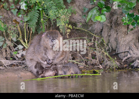 Eurasischen Biber (Castor Fiber) weibliche Pflege am Rande des Flusses Otter als eines der Kits nagt Ein willow Bäumchen, die Sie für die Familie gebracht hat, APC, Devon, Großbritannien, Juli. Teil von Devon Wildlife Trust Devon Beaver Trial. Stockfoto