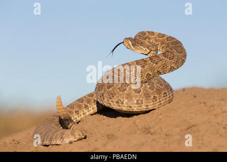 Prairie Klapperschlange (Crotalus viridis viridis), Bedrohung, Display, South Dakota, USA September. Stockfoto