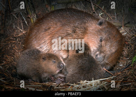 Europäischer Biber (Castor Fiber) nach Pflege neu geborenen Babys in Lodge, Deutschland, Mai. Stockfoto