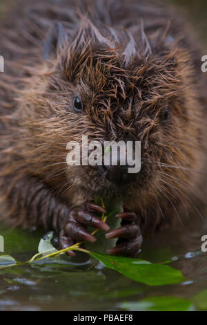 Europäischer Biber (Castor Fiber) juvenile (2 Monate alt) sitzt im flachen Wasser auf der Weide weide Zweig, Bayern, Deutschland, Juli. Stockfoto