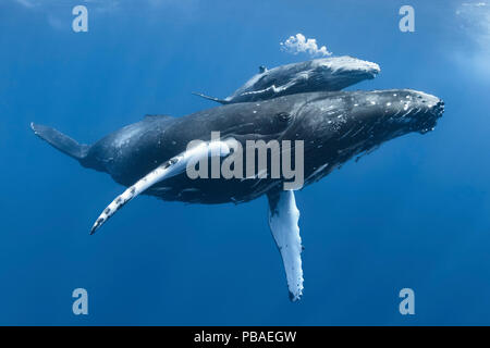 Buckelwale (Megaptera novaeangliae) Kalb" Tahafa' männliche mit Verletzten Brustflosse und vernarbten Körper, mit Mutter. Vava'u, Tonga, Pazifik. Stockfoto