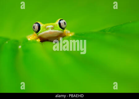 Lemur leaf Frog (Agalychnis lemur) Zentrale Karibik Ausläufern, Costa Rica. IUCN Rote Liste der vom Aussterben bedrohten Arten. Stockfoto