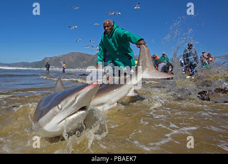 Bronze Whaler Shark (Carcharhinus Brachyurus), in traditionellen seine Netz gefangen und von Fisherman freigegeben, Strand von Muizenberg, Kapstadt, Südafrika, Januar 2014 Stockfoto