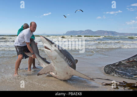 Bronze Whaler Shark (Carcharhinus Brachyurus), in traditionellen seine Netz gefangen und von Fisherman freigegeben, Strand von Muizenberg, Kapstadt, Südafrika, Januar. Stockfoto