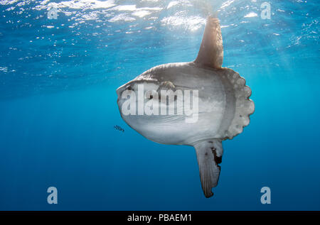 Mondfisch (Mola Mola) am Kap der guten Hoffnung, Südafrika. Stockfoto