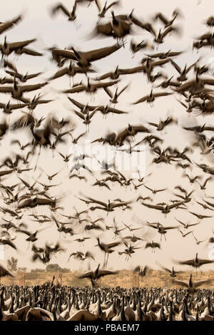 Demoiselle Crane (Anthropoides virgo) Herde im Flug im Winter Migration. Khichan, westlichen Rajasthan, Indien. Februar 2015 Stockfoto