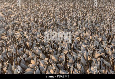 Demoiselle Crane (Anthropoides virgo) Versammlung der grossen Zahl der Krane in einem Chugga Ghar (vogelfütterung Gehäuse) während der jährlichen Migration. Khichan, westlichen Rajasthan, Indien. Februar. Stockfoto