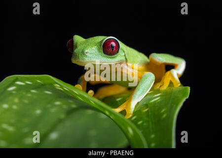 Spurrell leaf/flying Frog (Agalychnis spurrelli) Costa Rica Stockfoto