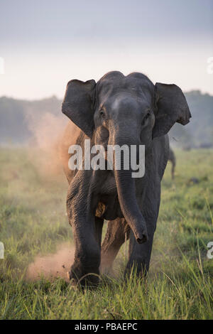 Asiatischer Elefant (Elephas maximus), Weibliche aufladen, Jim Corbett National Park, Indien. 2014 Stockfoto