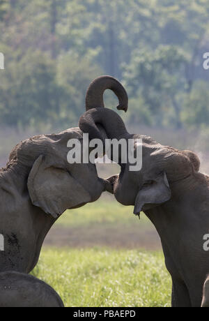 Asiatischer Elefant (Elephas maximus) Junge weibliche Spielen kämpfen. Jim Corbett National Park, Indien. 2014 Stockfoto