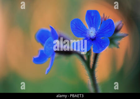 Alkanet Blumen (Anchusa azurea) Prado del Rey, Cádiz, Spanien, April. Stockfoto