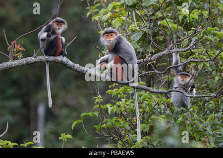 Rot-shanked Les Marines langur (Pygathrix nemaeus) erwachsenen Frauen und Jugendlichen auf Ast, Vietnam Stockfoto