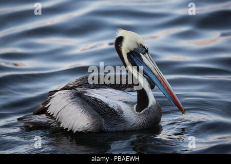 Peruanische Pelikan (Pelecanus thagus) Profil Portrait auf Wasser, Peru Stockfoto