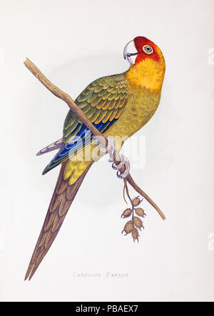 Abbildung: Carolina Parrot (Conuropsis carolinensis) von W.T. Greene Papageien in Gefangenschaft, George Bell und Söhne, 1884 - 1887. Holzstich von Benjamin Fawcett nach Zeichnungen von A.F. Lydon. Diese Art wurde die einzige native Papagei in den USA und wurde 1939 als ausgestorben erklärt. Stockfoto